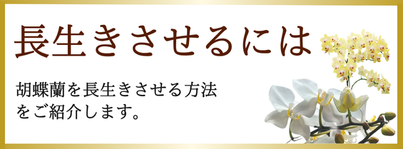 大きさ